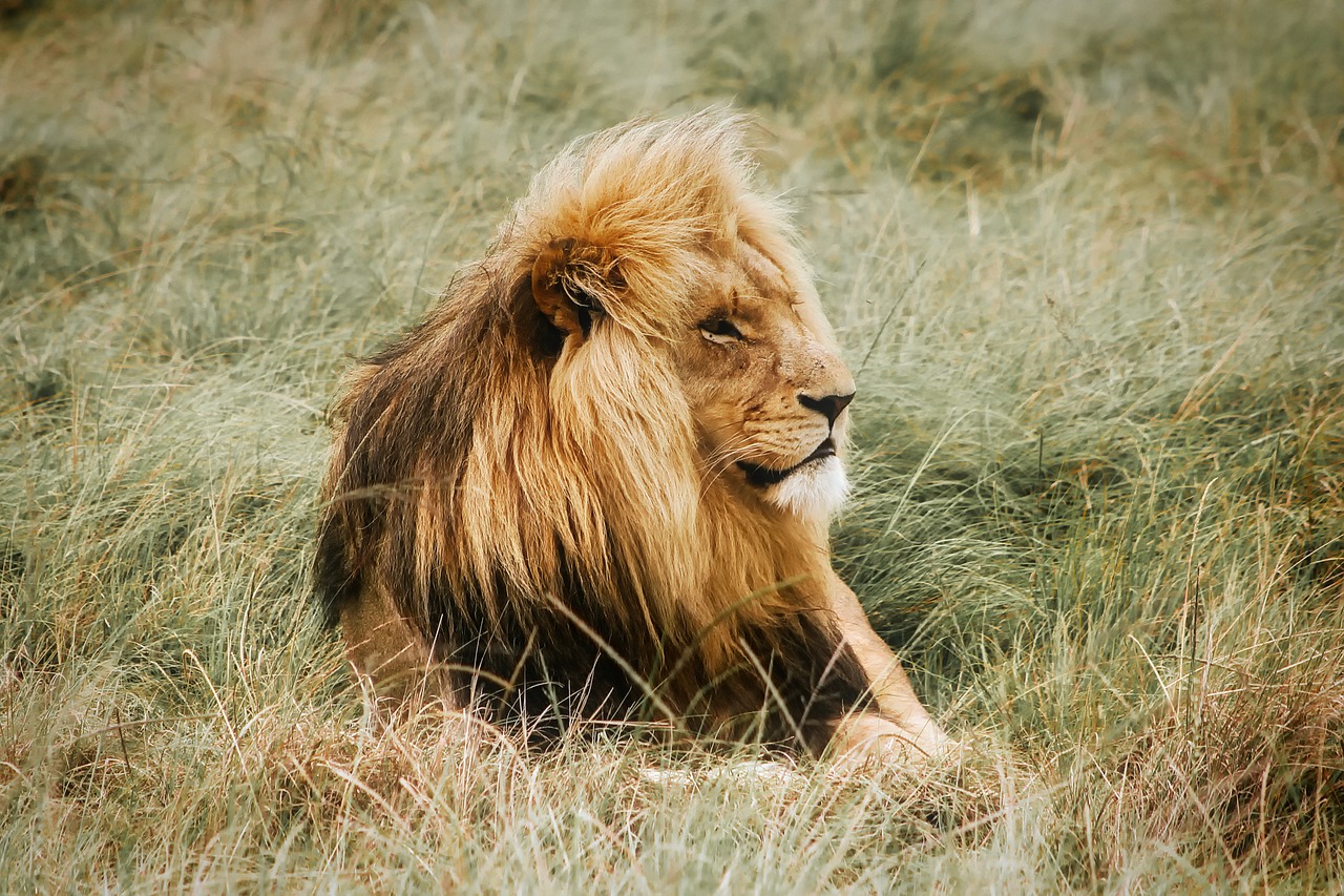 Image - lion male resting africa safari
