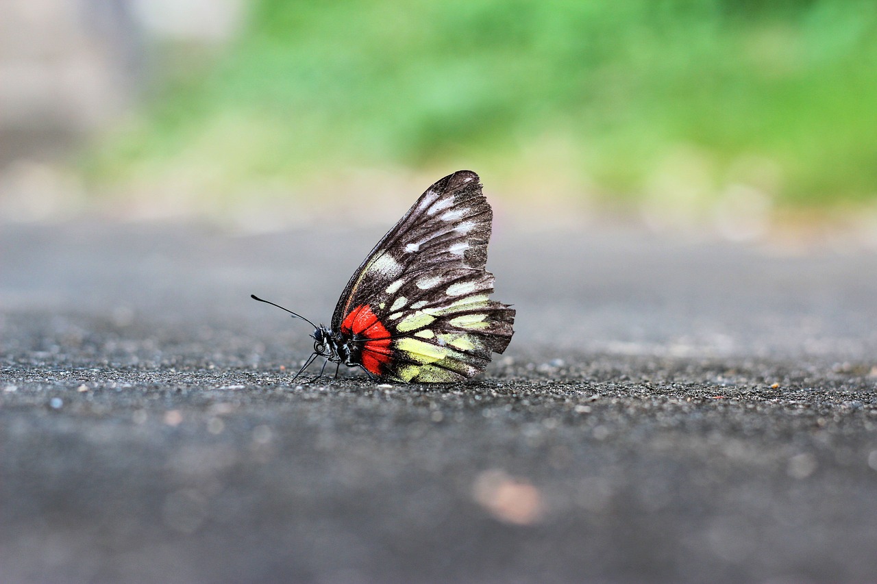 Image - butterfly static landscape