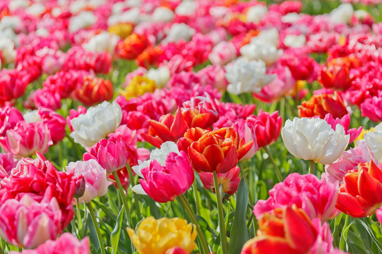 Image - background beautiful bloom blooming