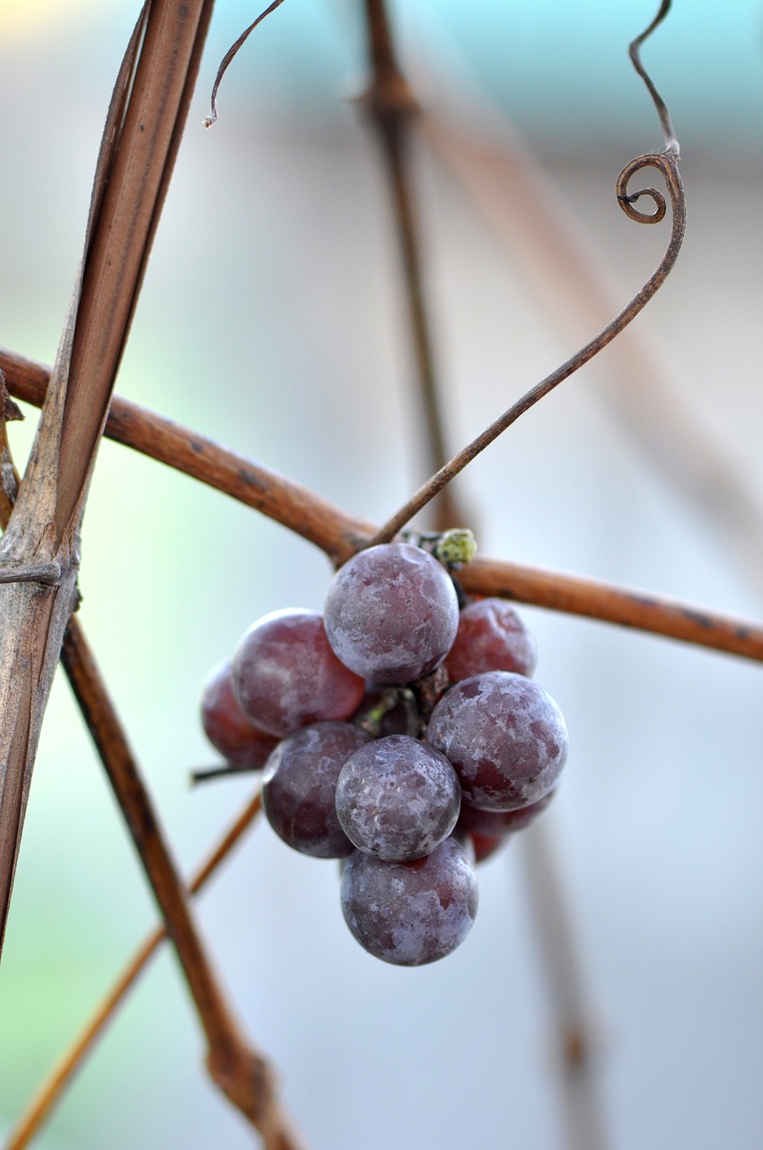 Image - grapes cluster bunch grapevine