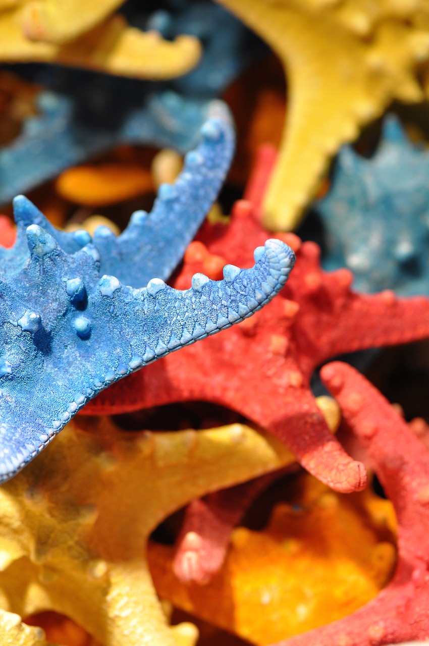 Image - starfish sea ocean shells