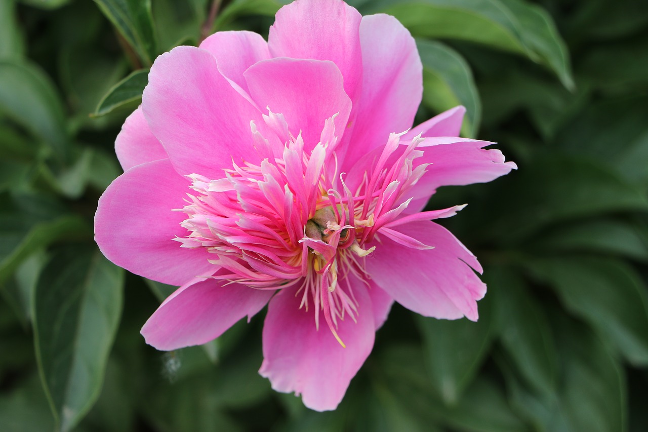 Image - chinese herbaceous peony flower pink