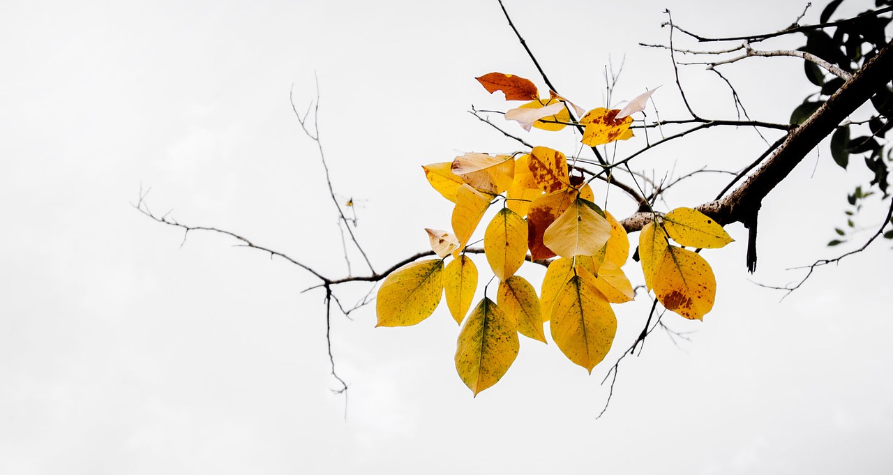 Image - leaves fall yellow autumn branch