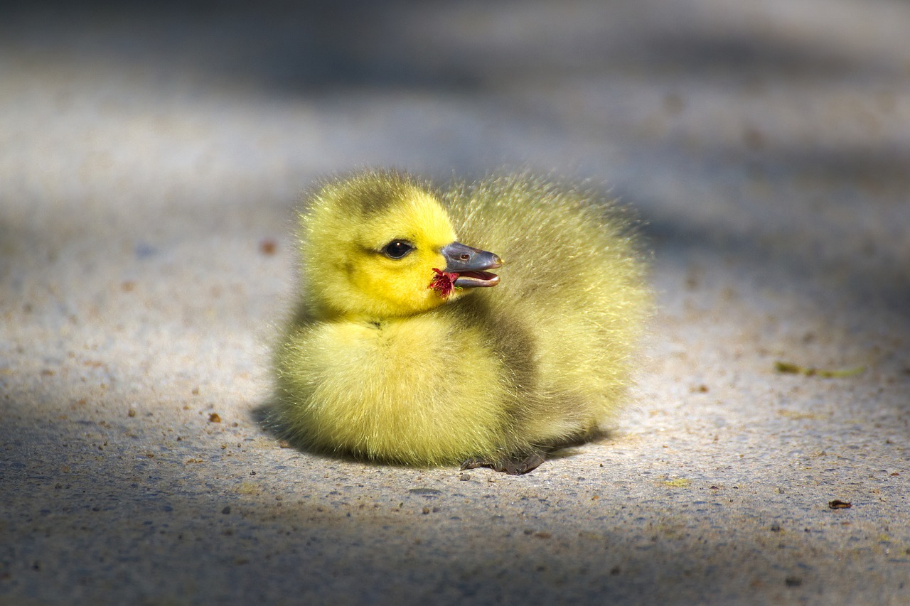 Image - goose gaensekuecken animals bird