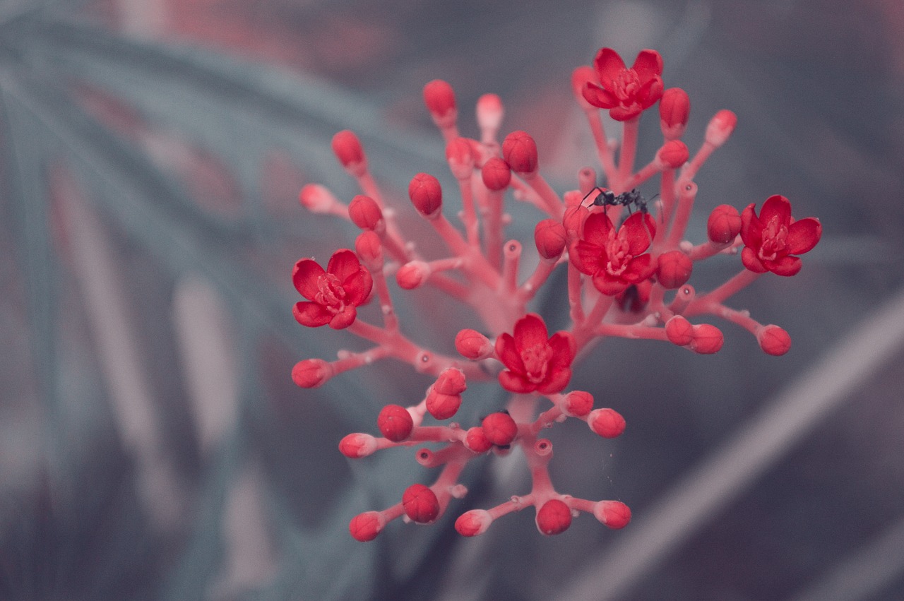 Image - flower red bee nature plant