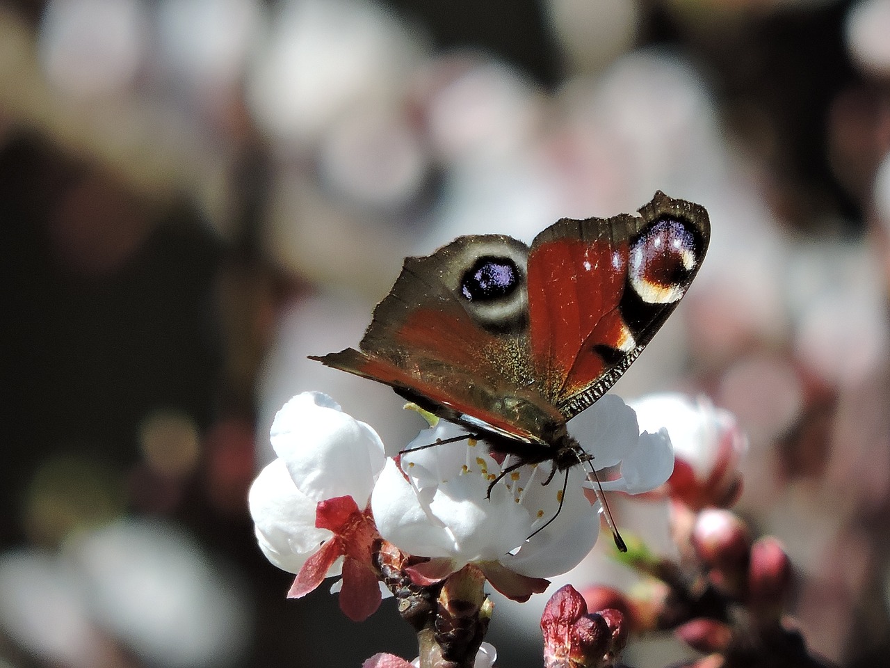 Image - peacock blossom bloom butterfly