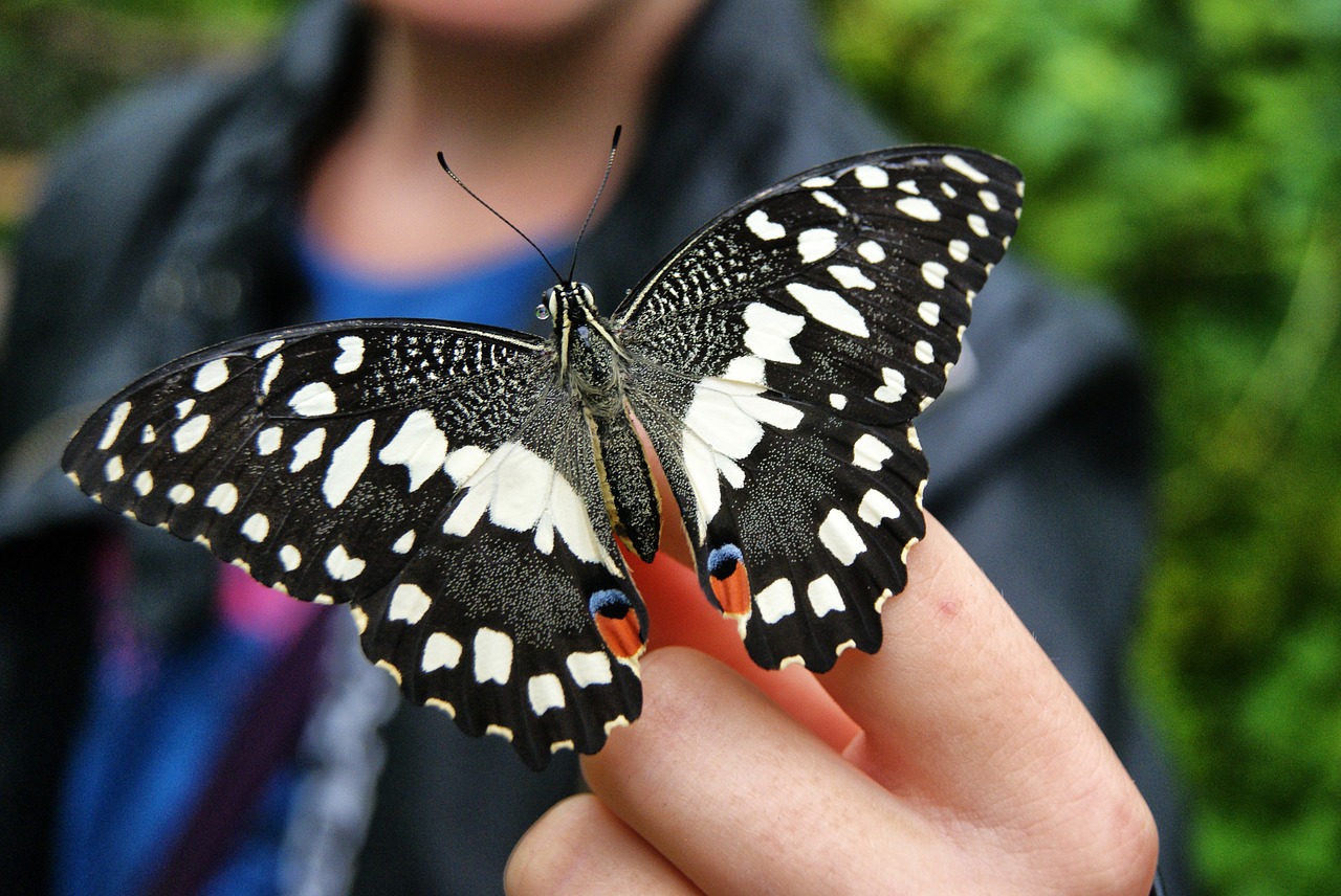 Image - butterfly garden bug nature