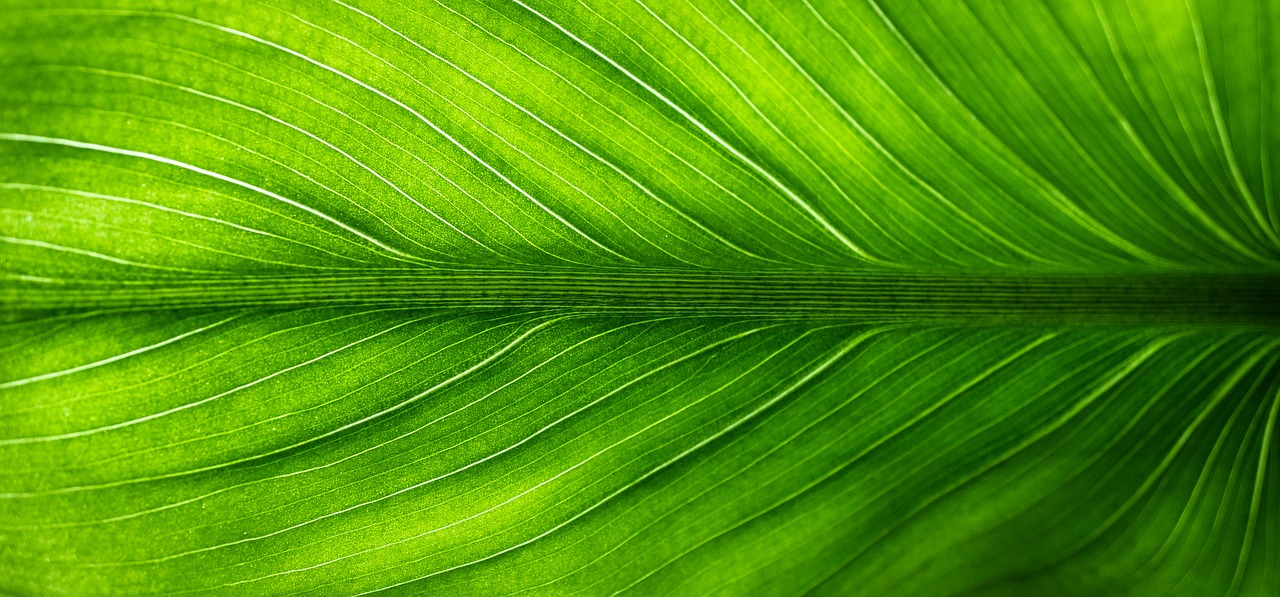 Image - leaf nature green the leaves