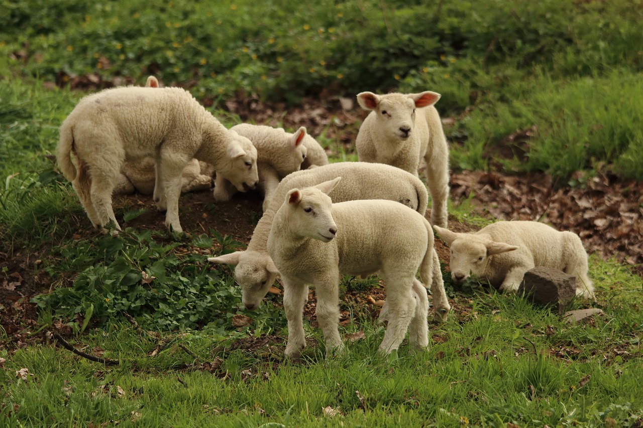 Image - lamb sheep animal cute schäfchen