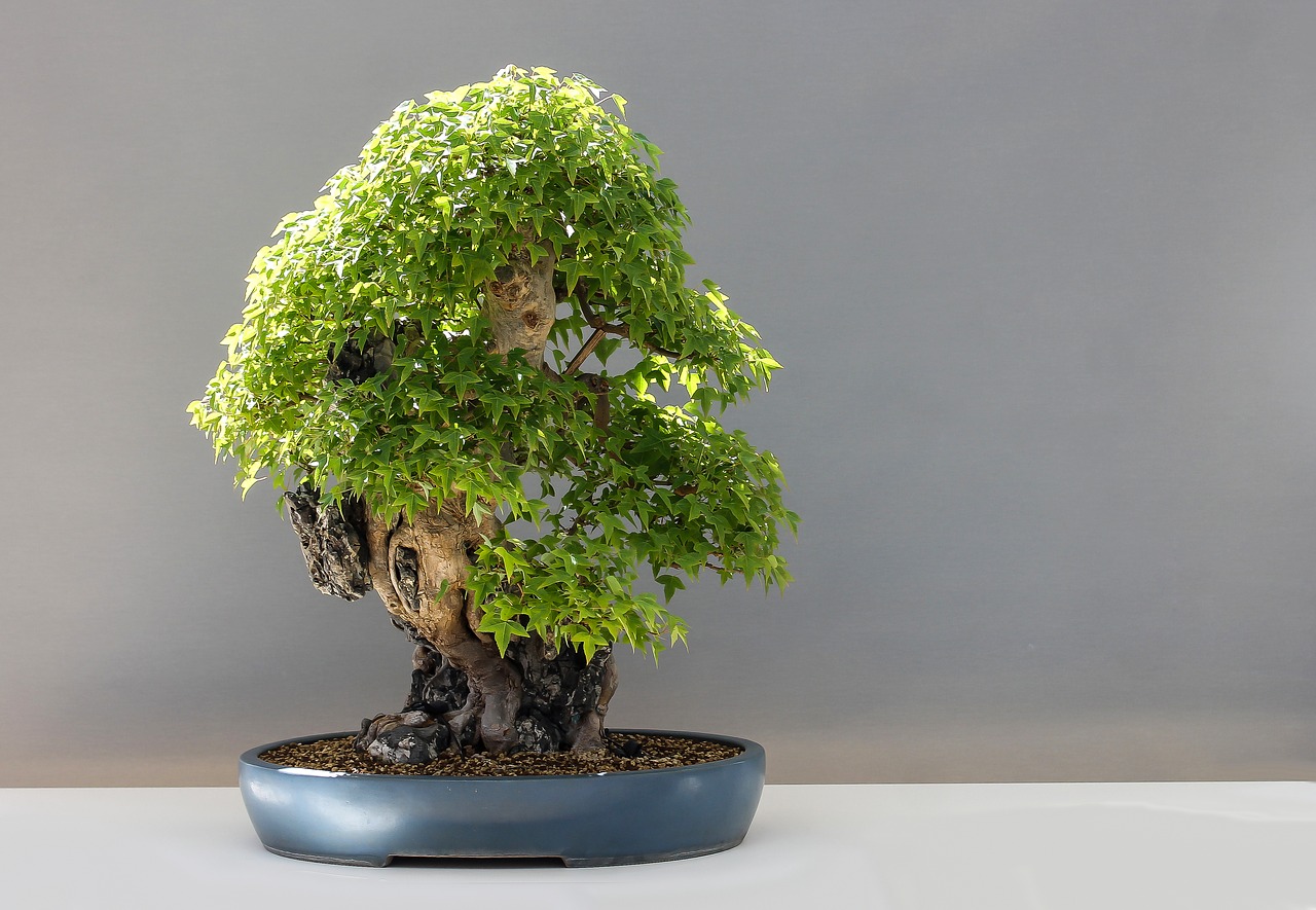 Image - bonsai maple bonsai háromerű maple
