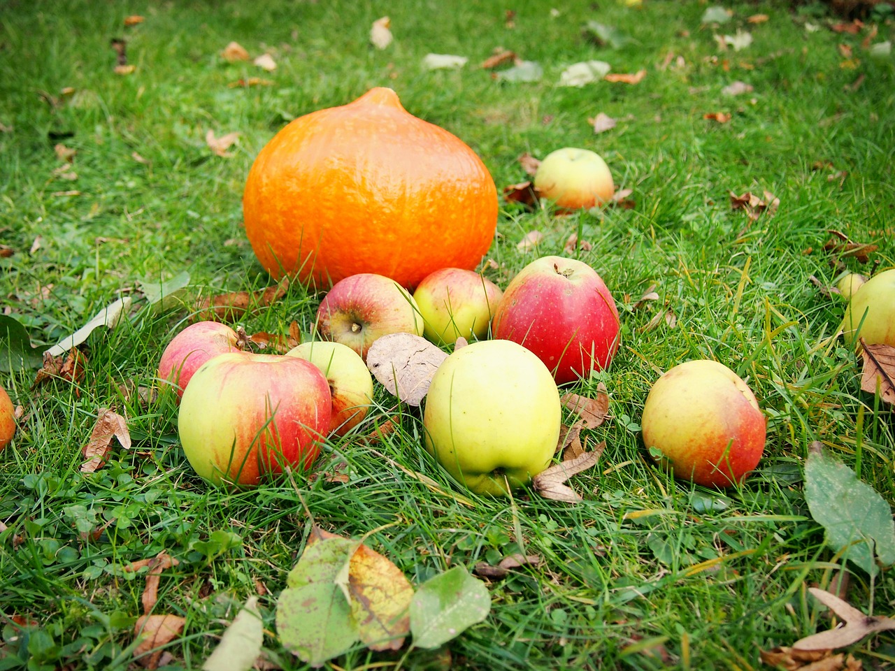 Image - pumpkin apple garden