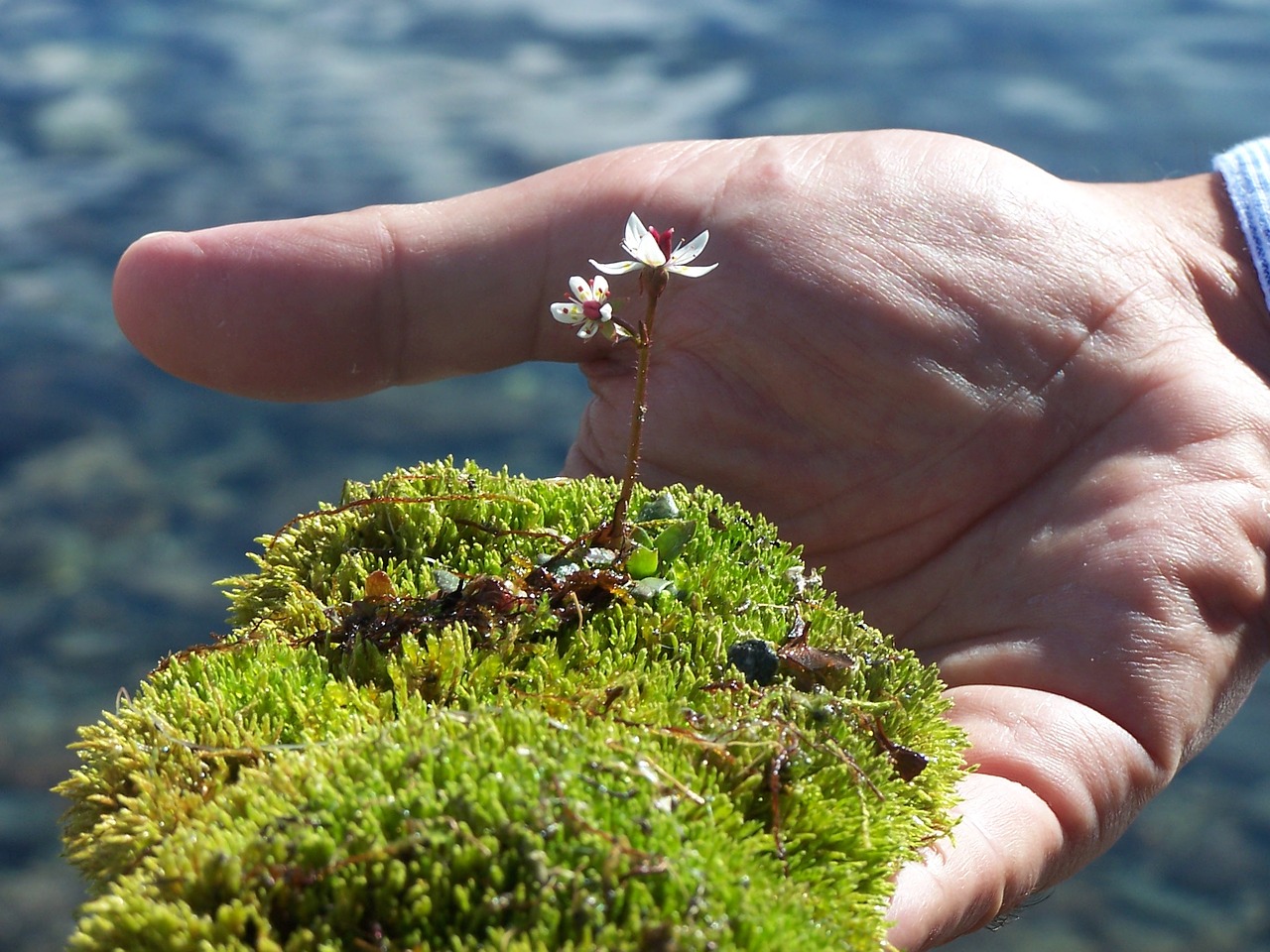 Image - moss flower delicacy plants