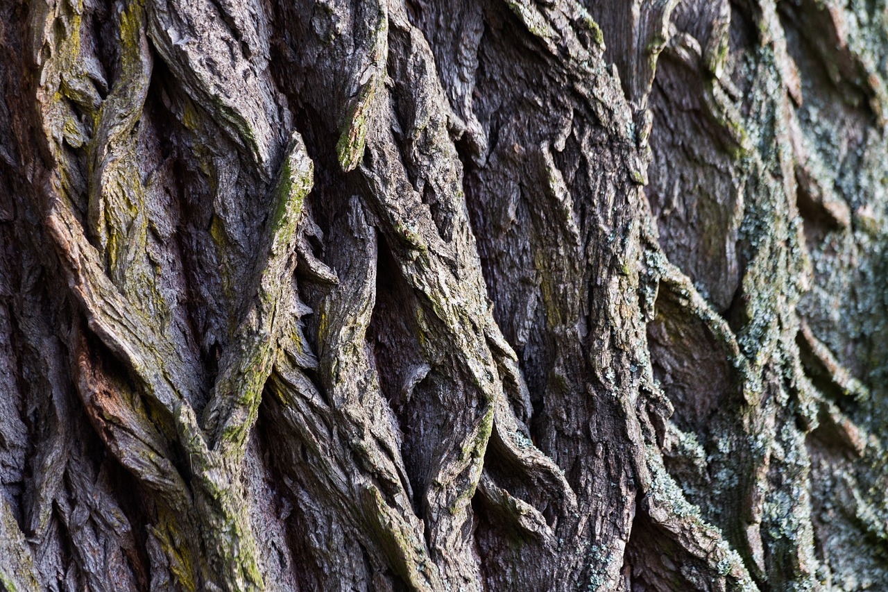 Image - tree bark bark macro structure