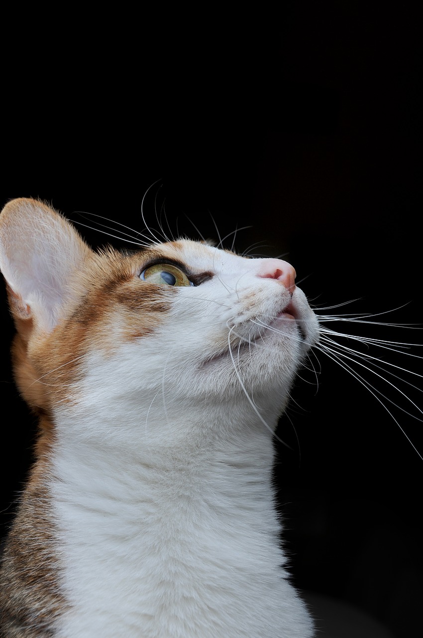 Image - cat pet looked up