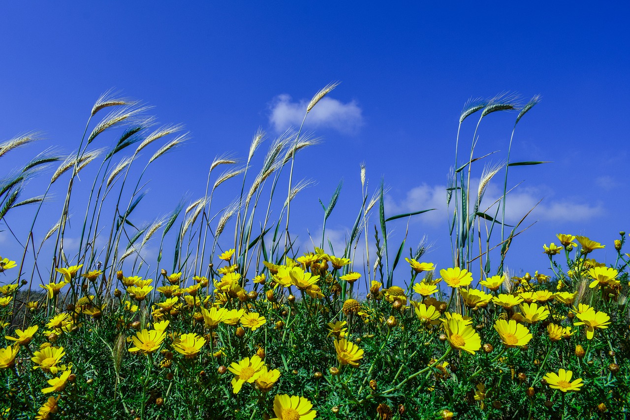 Image - cereal barley flowers spring