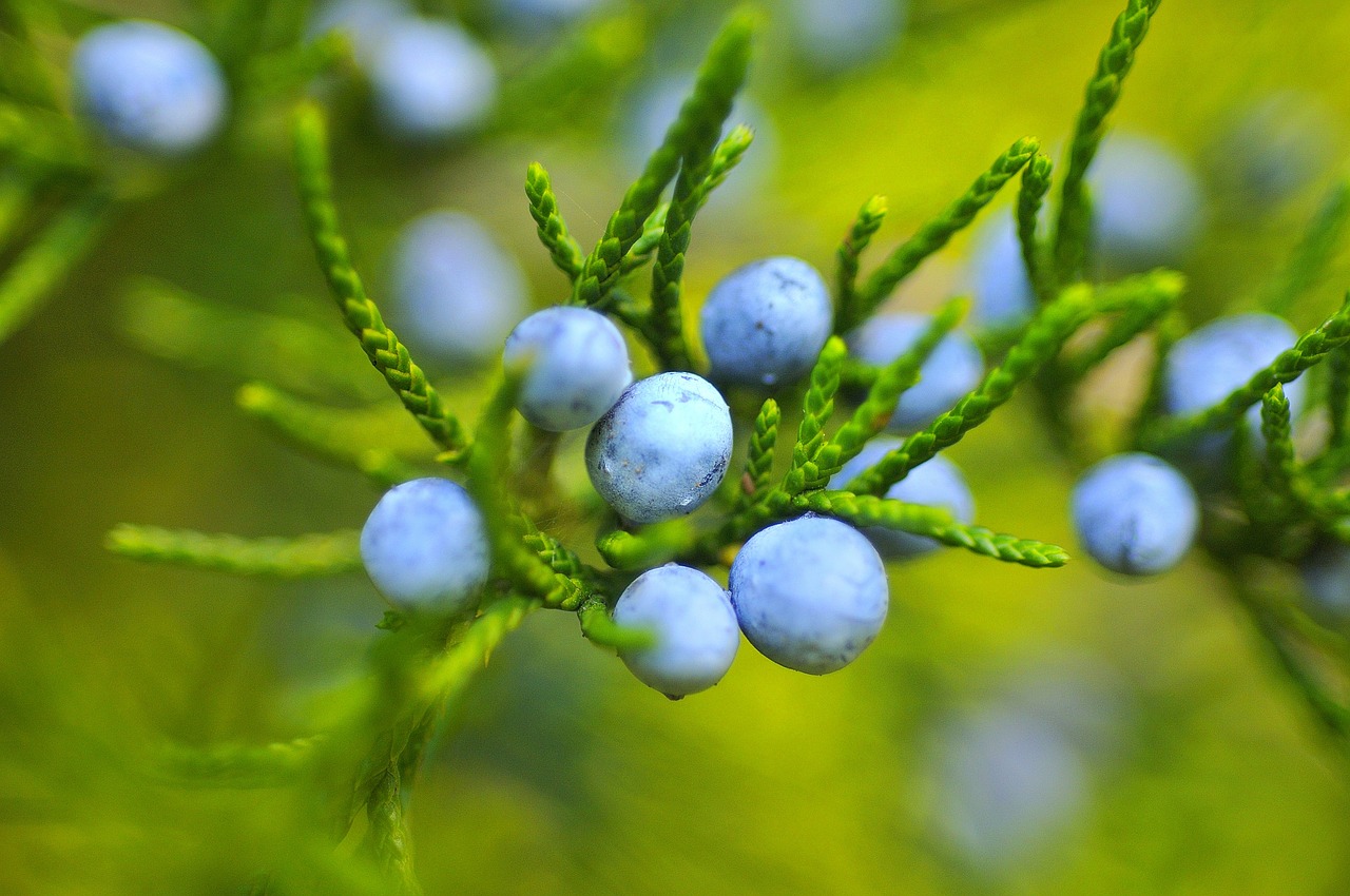 Image - berries blackberries blueberries