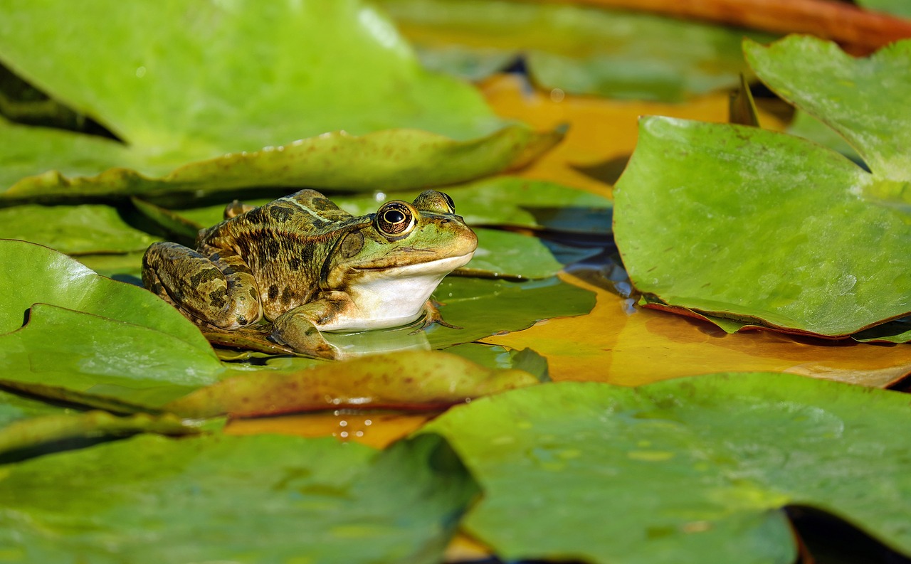 Image - frog water frog frog pond amphibian