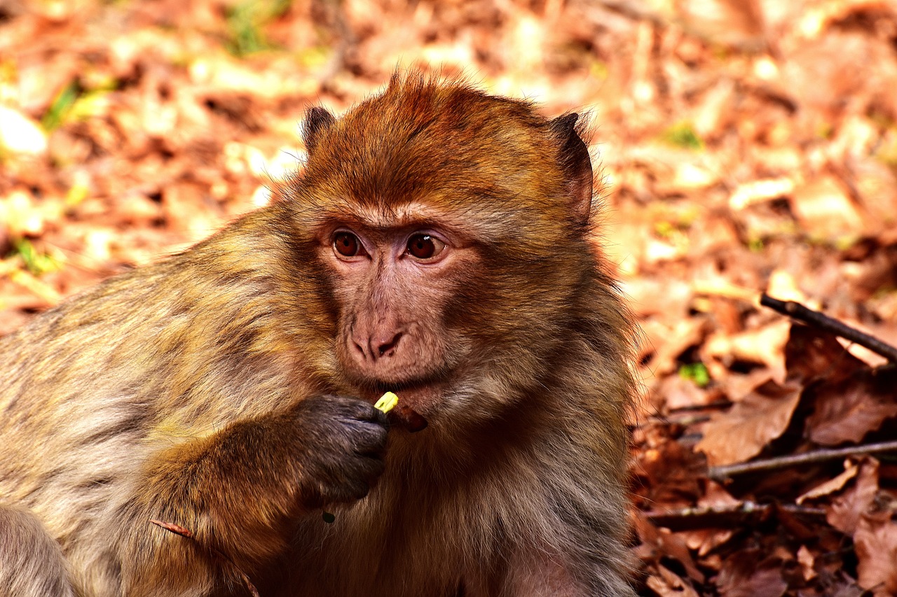 Image - barbary ape food cute eat