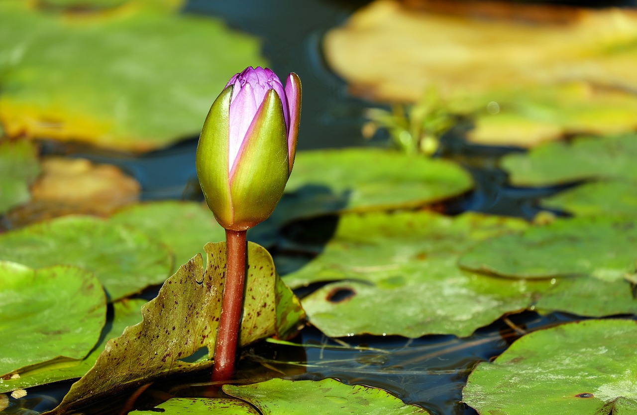 Image - water lily bud aquatic plant