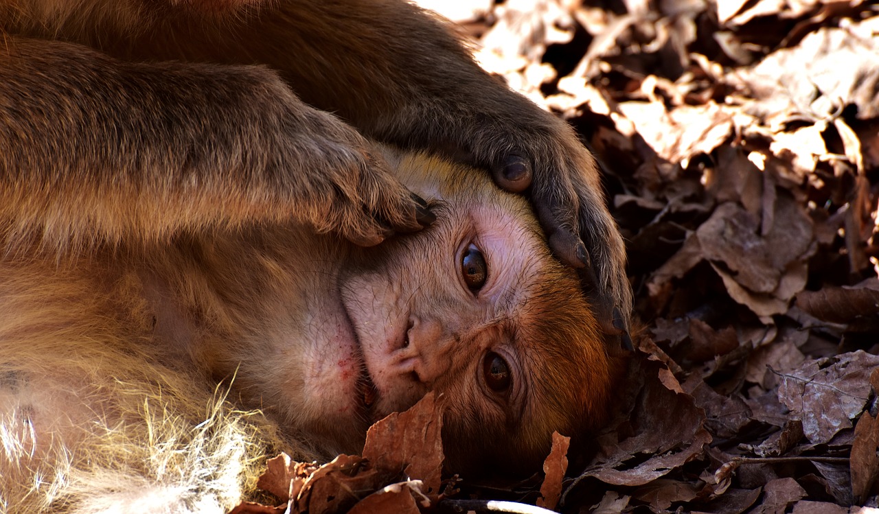 Image - berber monkeys delouse cute
