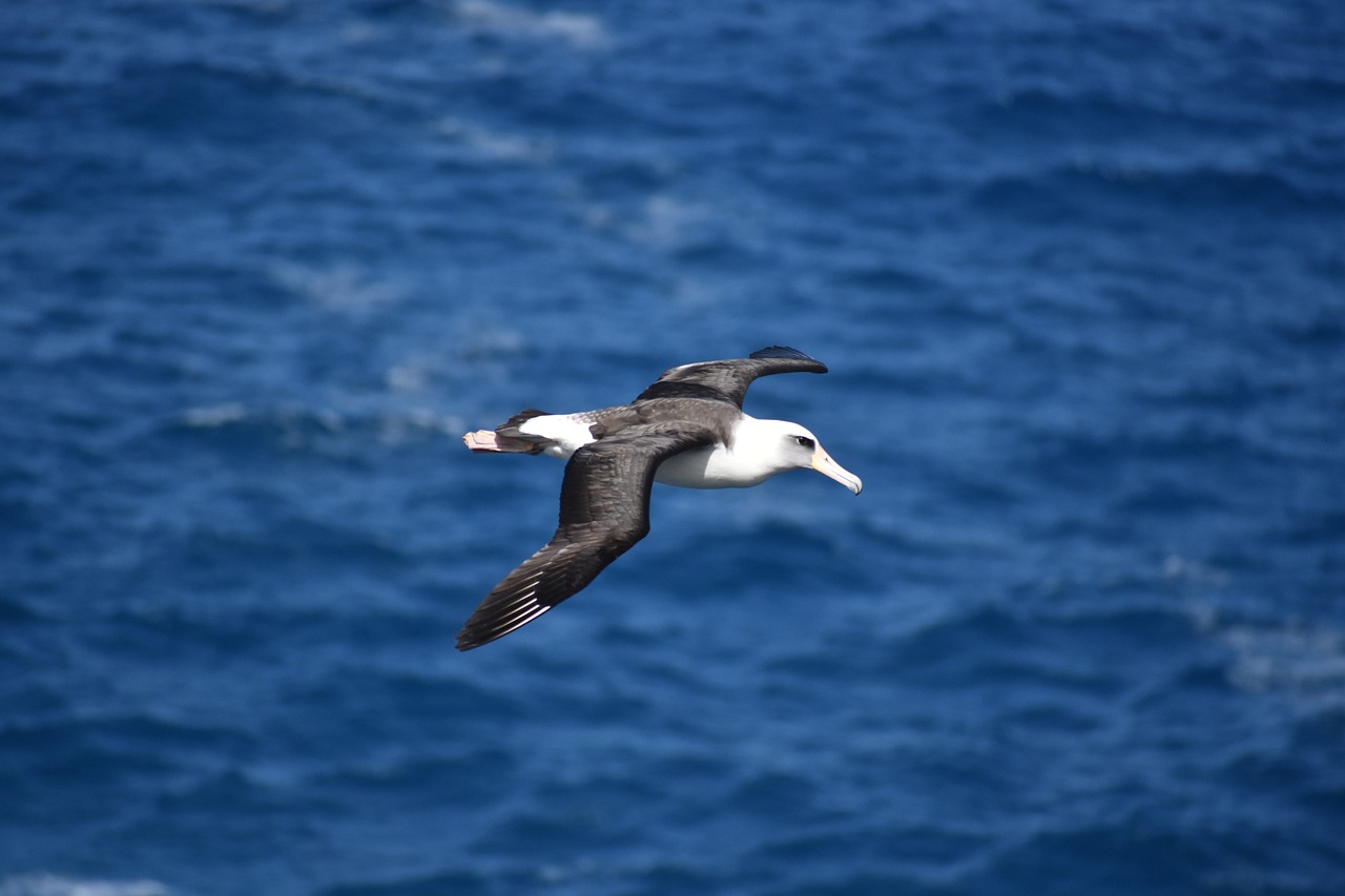 Image - albatross bird birding flying