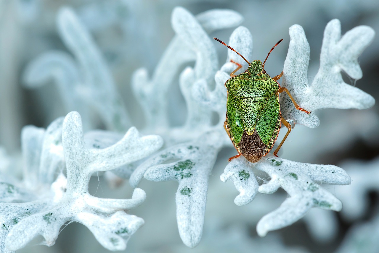 Image - green stinkwanze insect nature