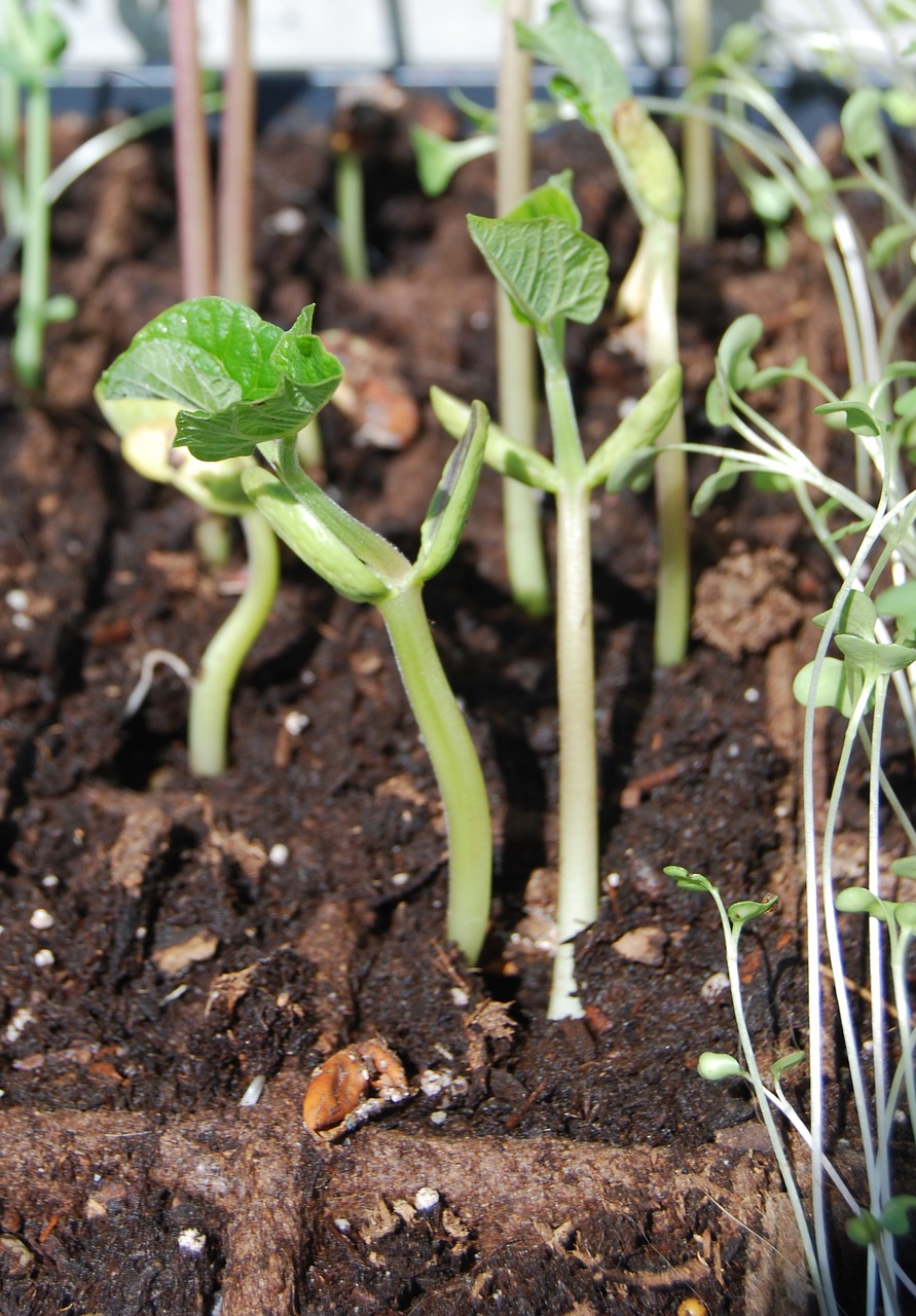 Image - seedling beans green sprout leaf