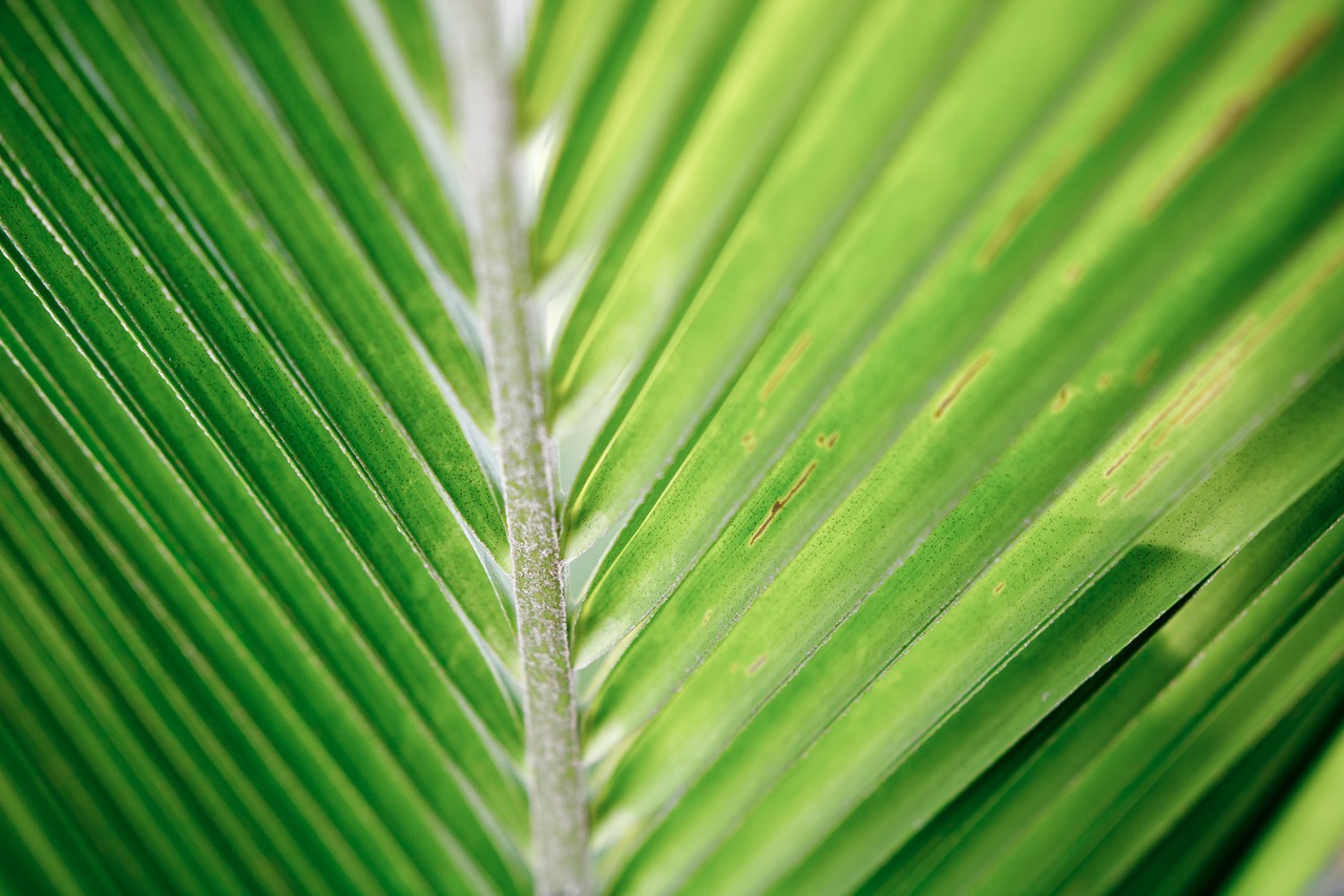 Image - coconut leaf palm tropical green