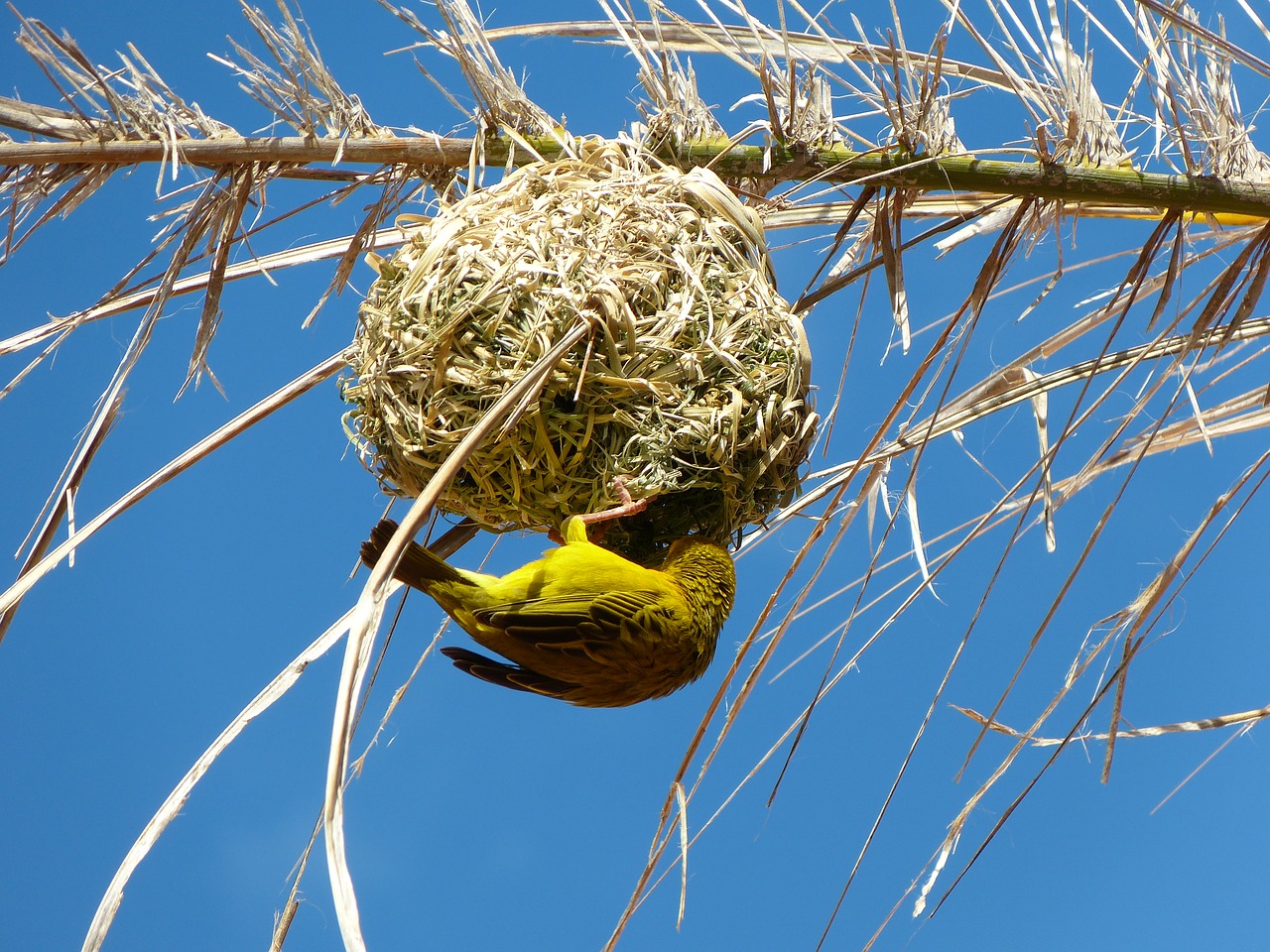 Image - yellow weaver bird nest south africa