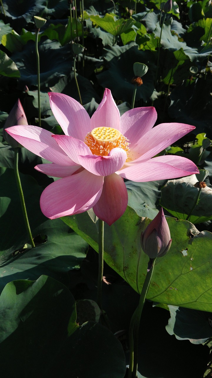 Image - lotus summer good weather