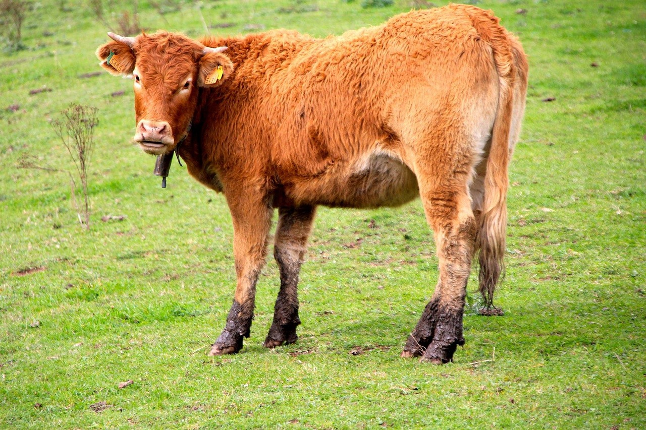 Image - cantabria cows animals livestock