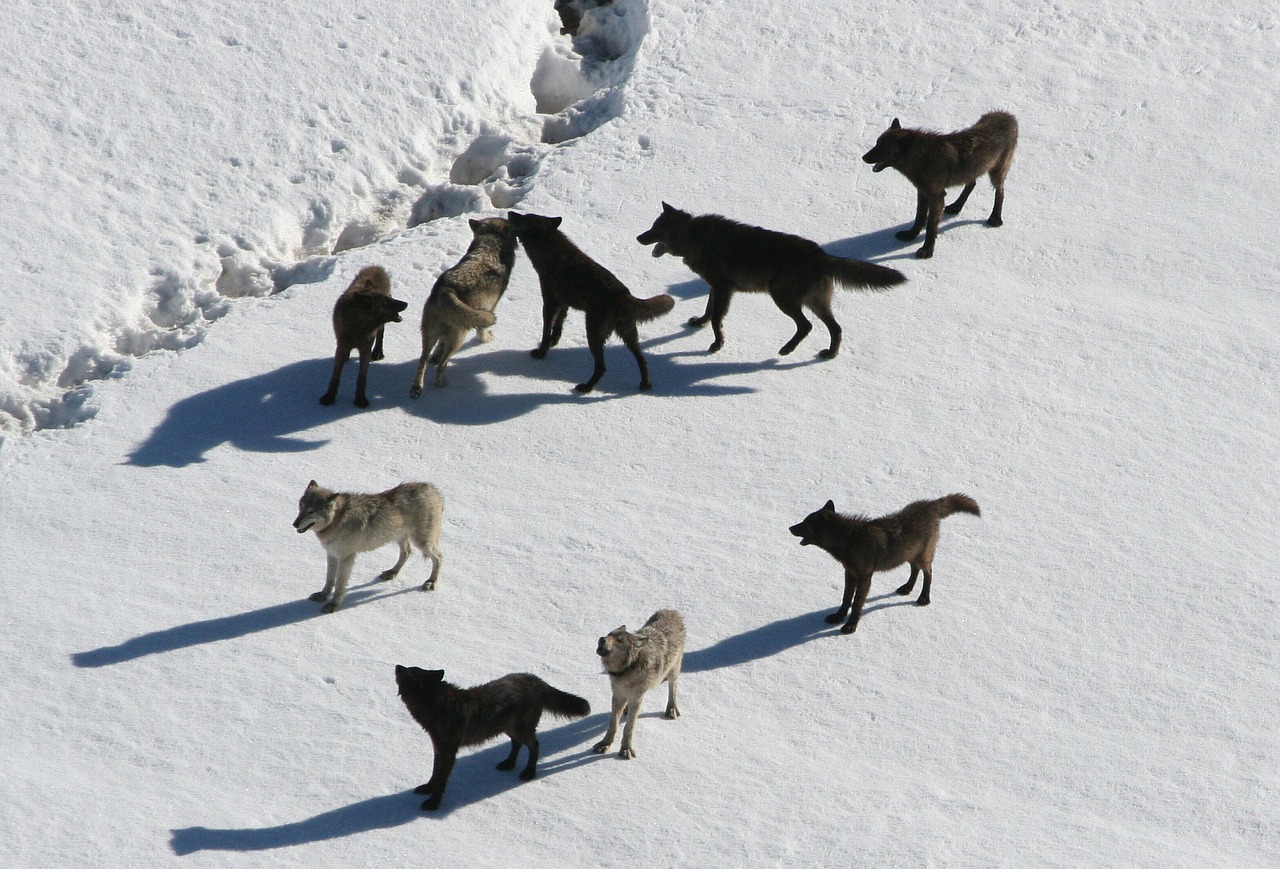 Image - wolves wolf pack canis lupus