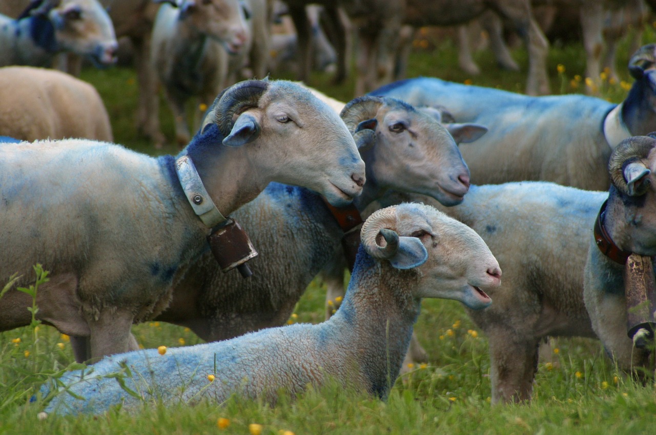 Image - sheep herding sheep provence nature