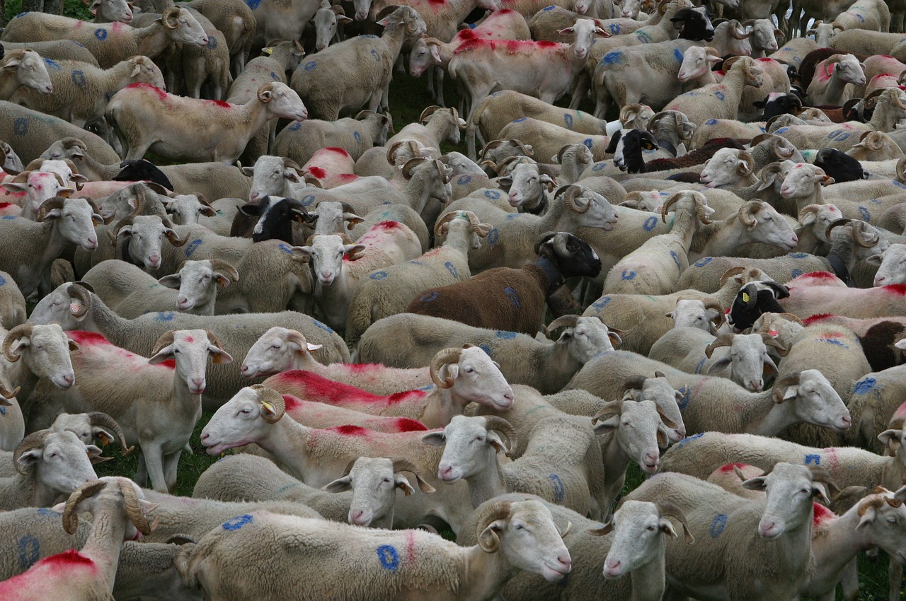 Image - herd sheep sheep herding france