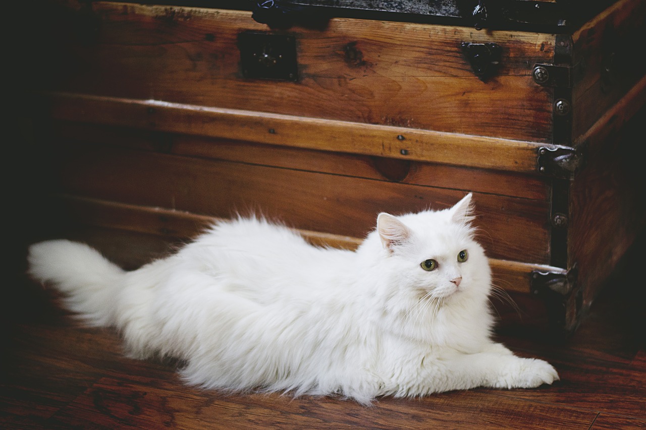 Image - cat white cat white pet domestic