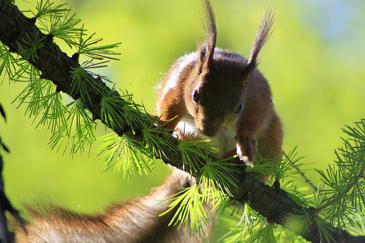 Image - squirrel beauty animal rodent