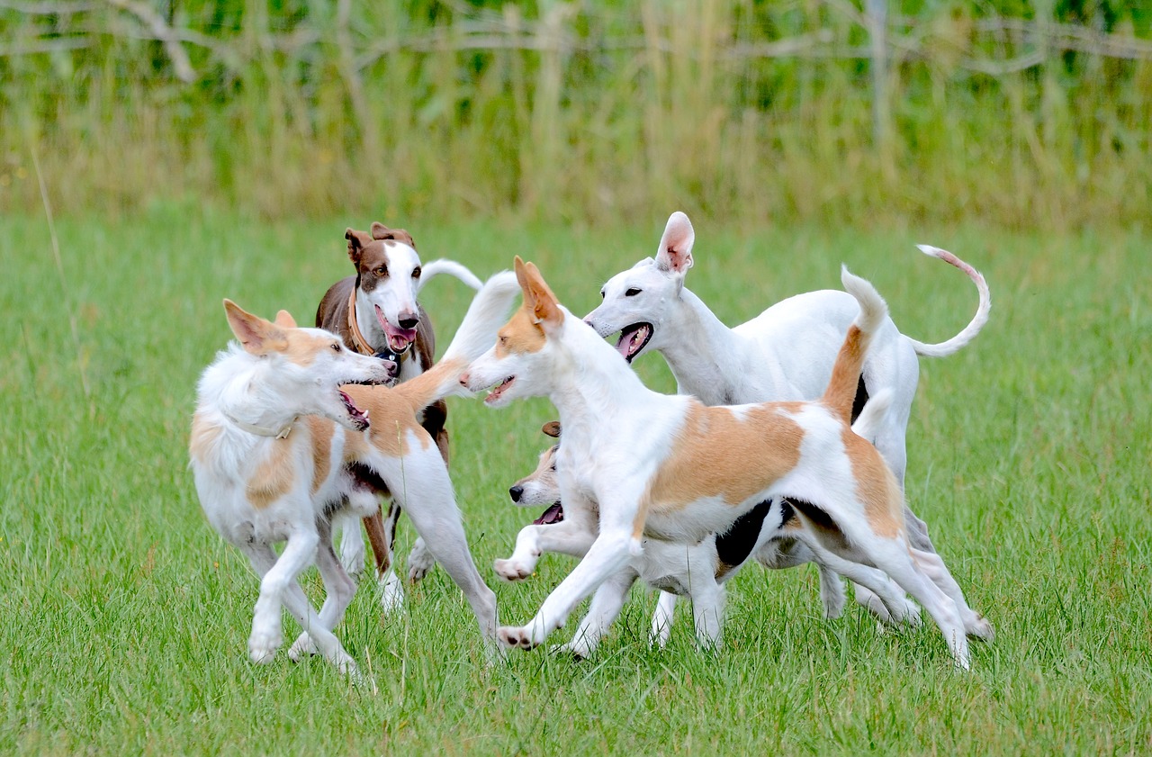 Image - fun dogs running dog playing dogs