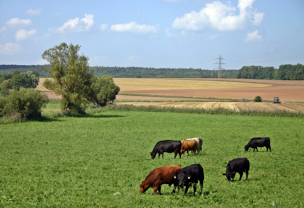 Image - cattle cow pasture agriculture