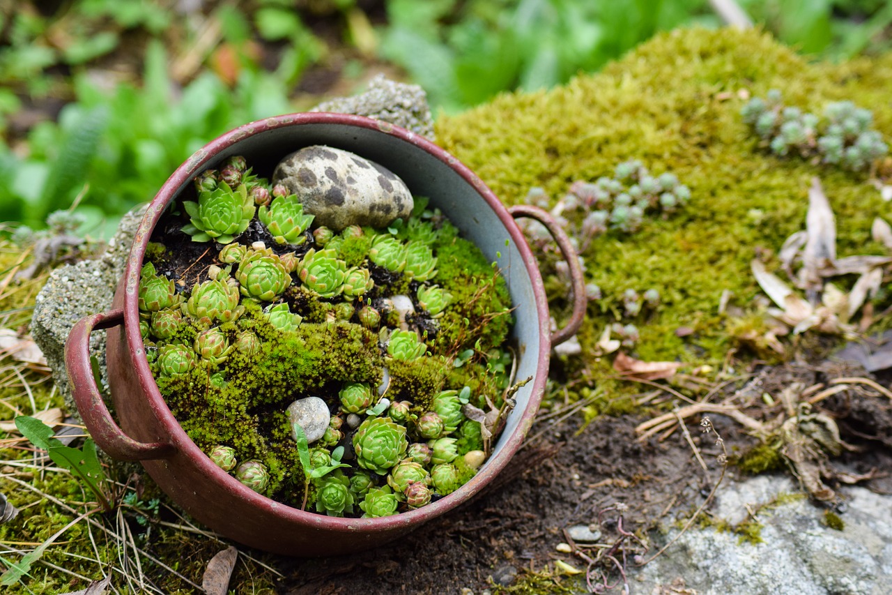 Image - succulents nature stone garden