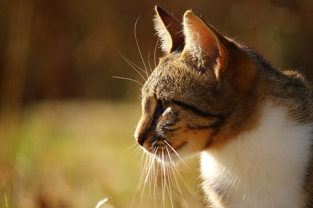 Image - cat domestic cat tiger cat mackerel