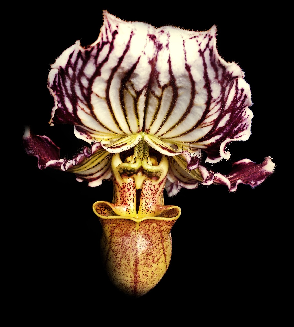 Image - orchid flower petal face dark