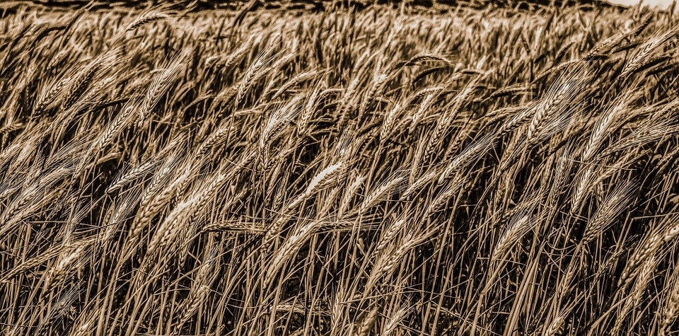 Image - wheat cereal food nature