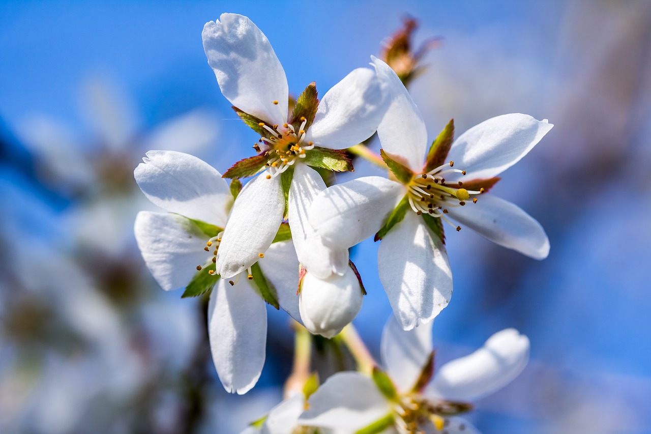 Image - ornamental cherry dwarf cherry