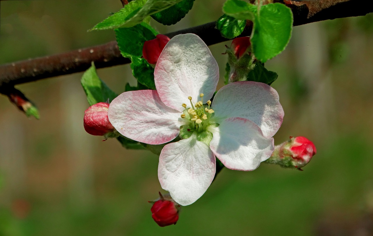 Image - spring apple flower orchard nature