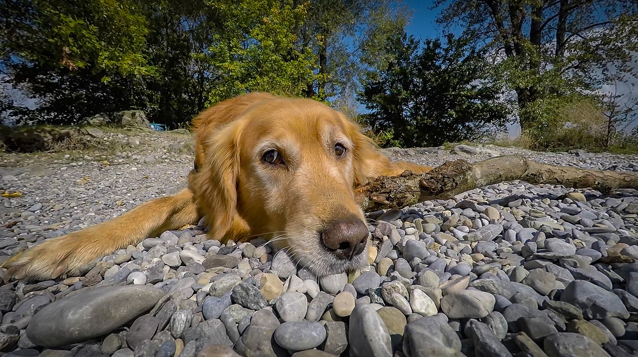 Image - pet dog golden retriever beach