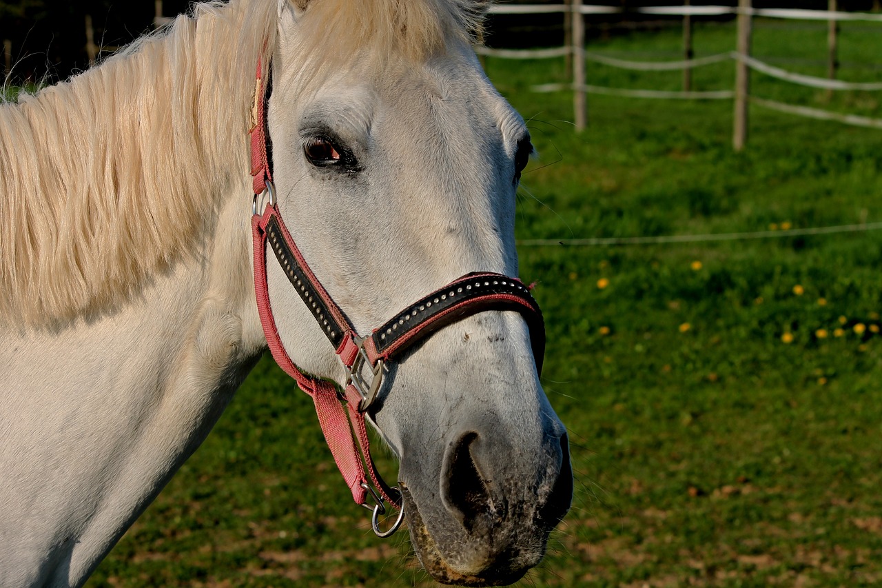 Image - horse halter coupling mount