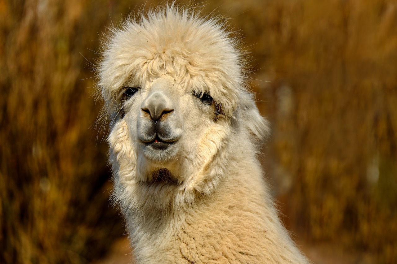 Image - alpaca animal creature fur