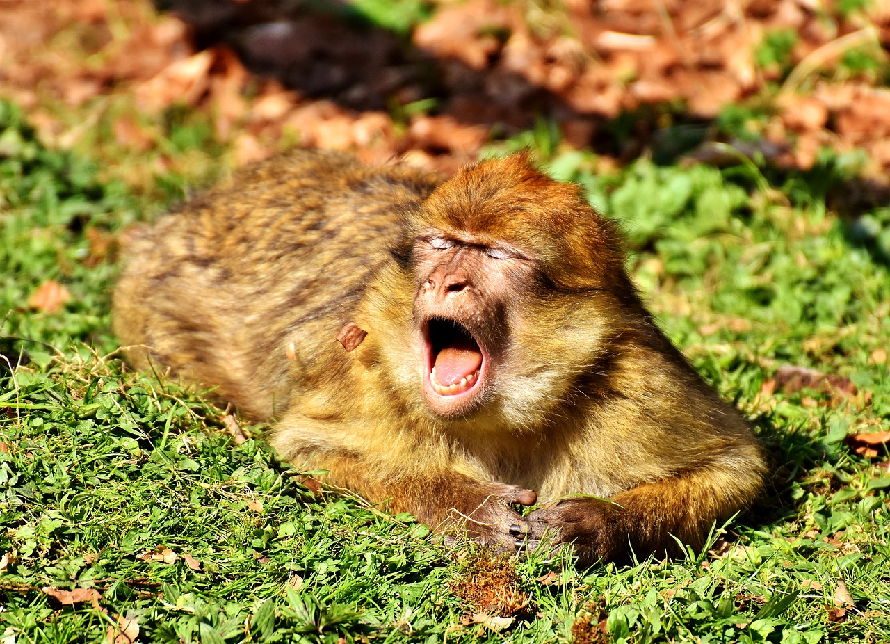 Image - barbary ape yawn cute