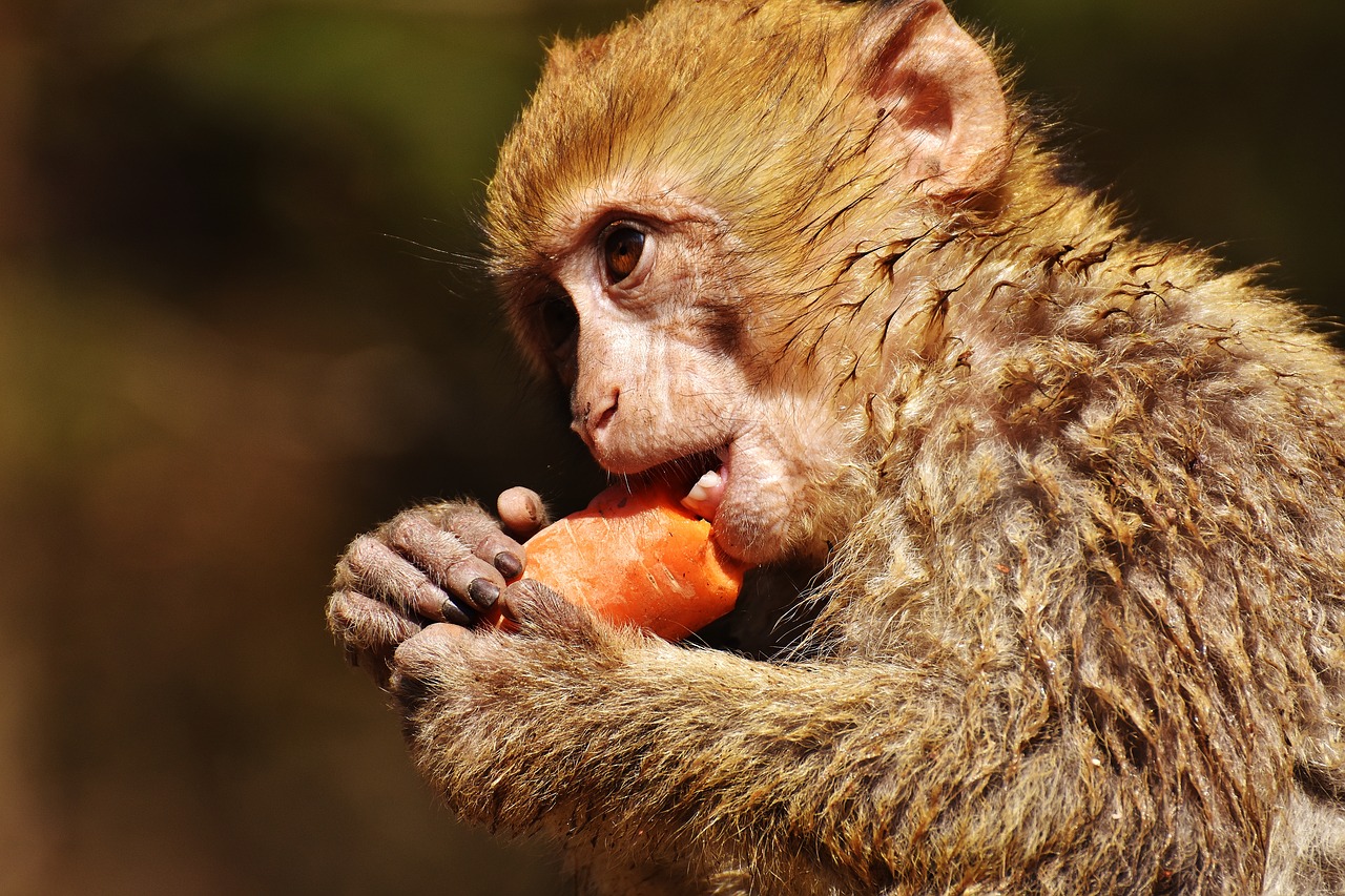 Image - barbary ape eat carrot cute