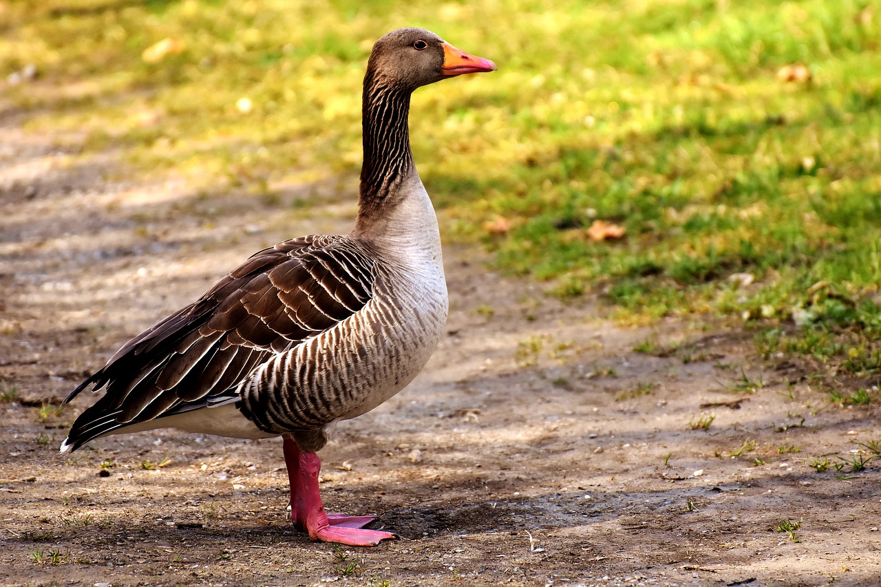 Image - goose water bird poultry